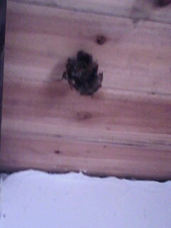 惹它有你受的724 / 作者:wsc油茶三品 / 帖子ID:20784