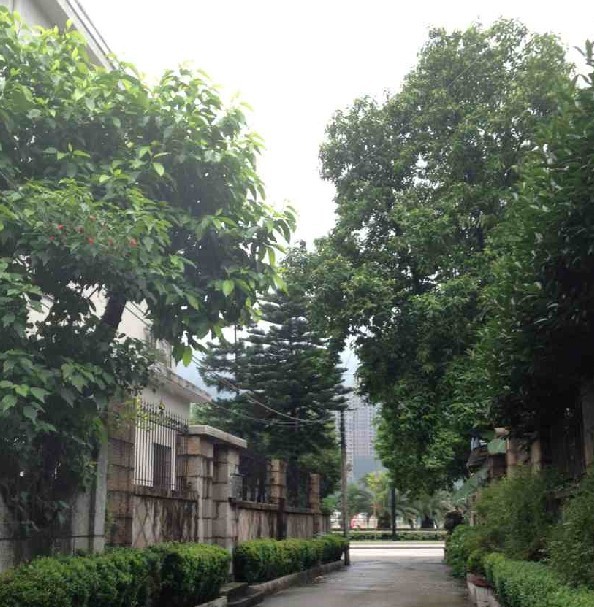 庭院深深-----手机拍滴  拍砖的轻点( ⊙ o ⊙ )啊！685 / 作者:小雨点 / 帖子ID:20816