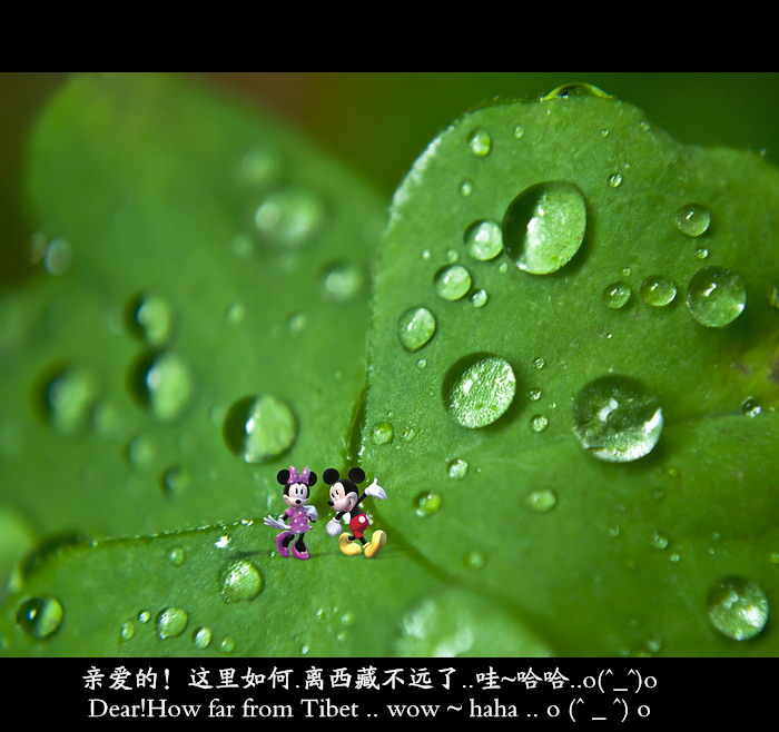 小微距。431 / 作者:講不醜 / 帖子ID:21121
