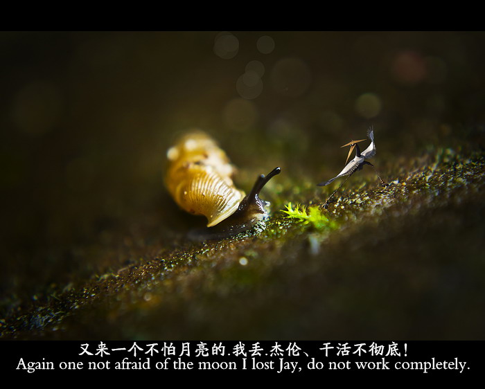 小微距。761 / 作者:講不醜 / 帖子ID:21121