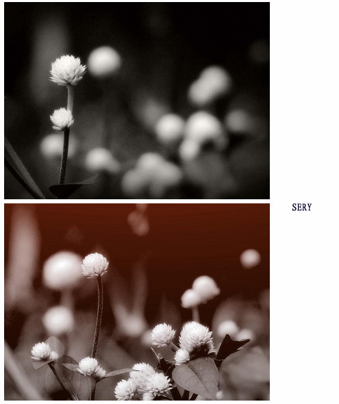 那些花儿。2010965 / 作者:講不醜 / 帖子ID:21851