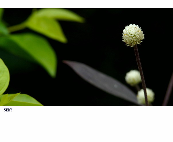 那些花儿。2010795 / 作者:講不醜 / 帖子ID:21851
