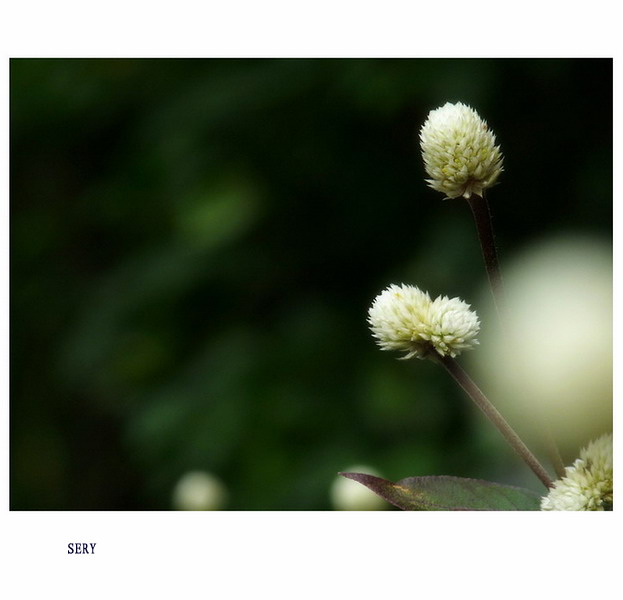 那些花儿。201038 / 作者:講不醜 / 帖子ID:21851
