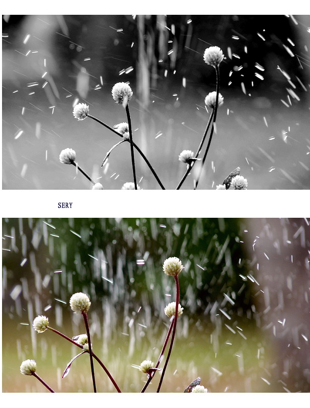 那些花儿。2010517 / 作者:講不醜 / 帖子ID:21851