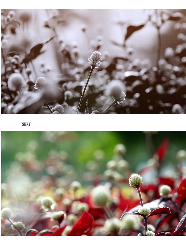 那些花儿。2010521 / 作者:講不醜 / 帖子ID:21851