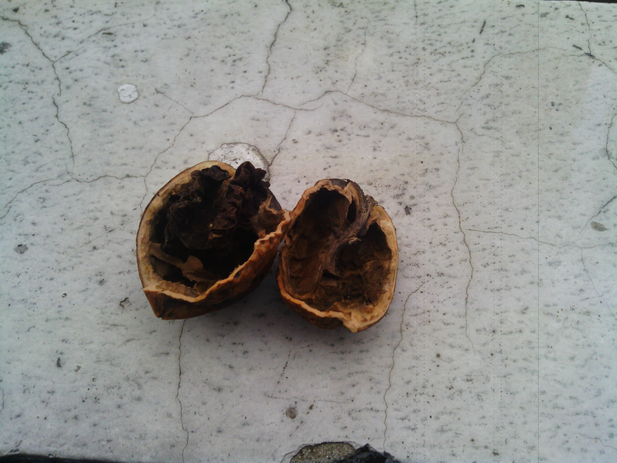 这坑爹 核桃23 / 作者:泡的就是你 / 帖子ID:22205