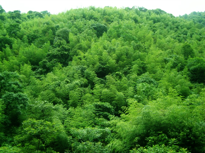 狂风暴雨燕子山196 / 作者:斯巴达克斯 / 帖子ID:22225