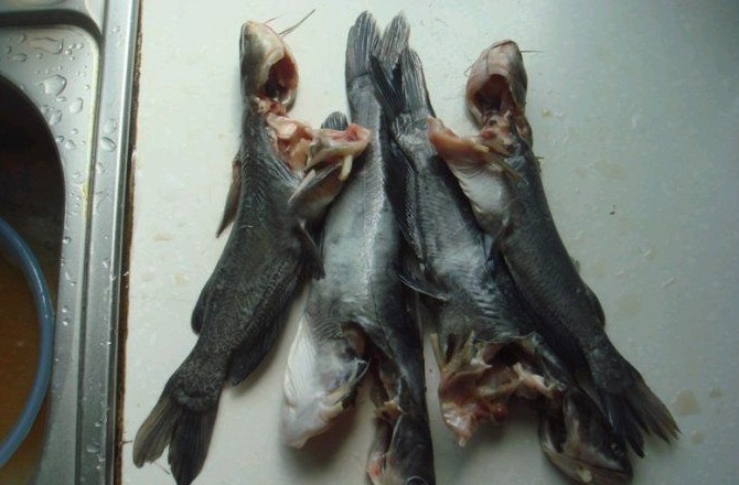 这年头，什么都见过，你见过染色黄翅骨没？502 / 作者:瑶族老 / 帖子ID:22654