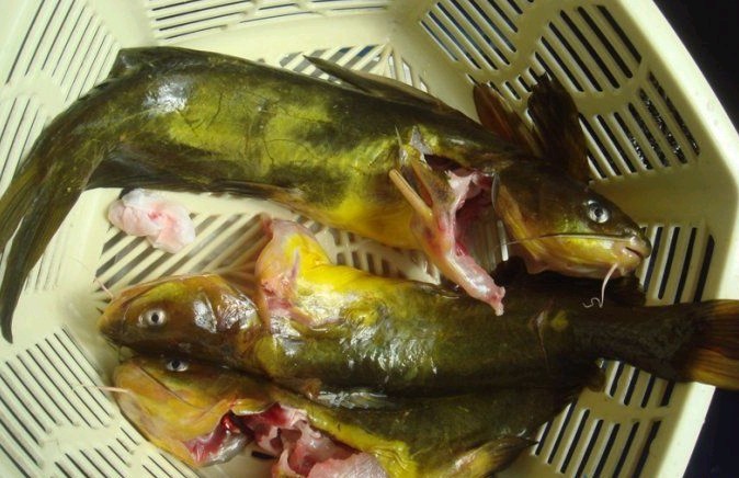 这年头，什么都见过，你见过染色黄翅骨没？612 / 作者:瑶族老 / 帖子ID:22654