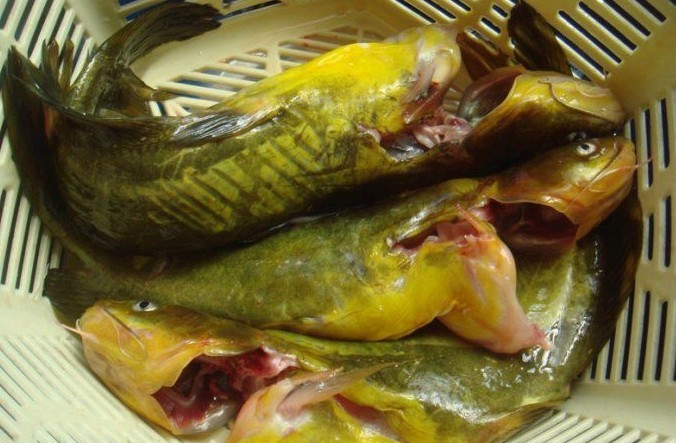 这年头，什么都见过，你见过染色黄翅骨没？242 / 作者:瑶族老 / 帖子ID:22654