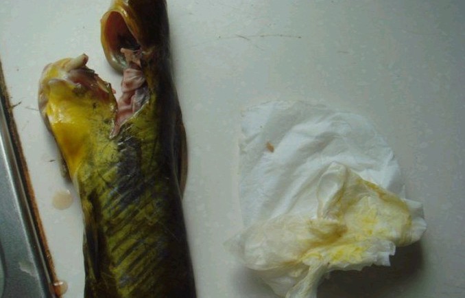 这年头，什么都见过，你见过染色黄翅骨没？931 / 作者:瑶族老 / 帖子ID:22654