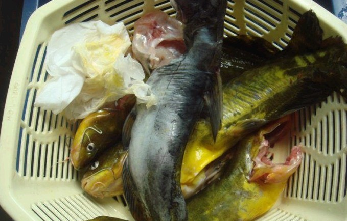 这年头，什么都见过，你见过染色黄翅骨没？700 / 作者:瑶族老 / 帖子ID:22654