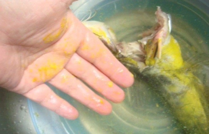 这年头，什么都见过，你见过染色黄翅骨没？445 / 作者:瑶族老 / 帖子ID:22654