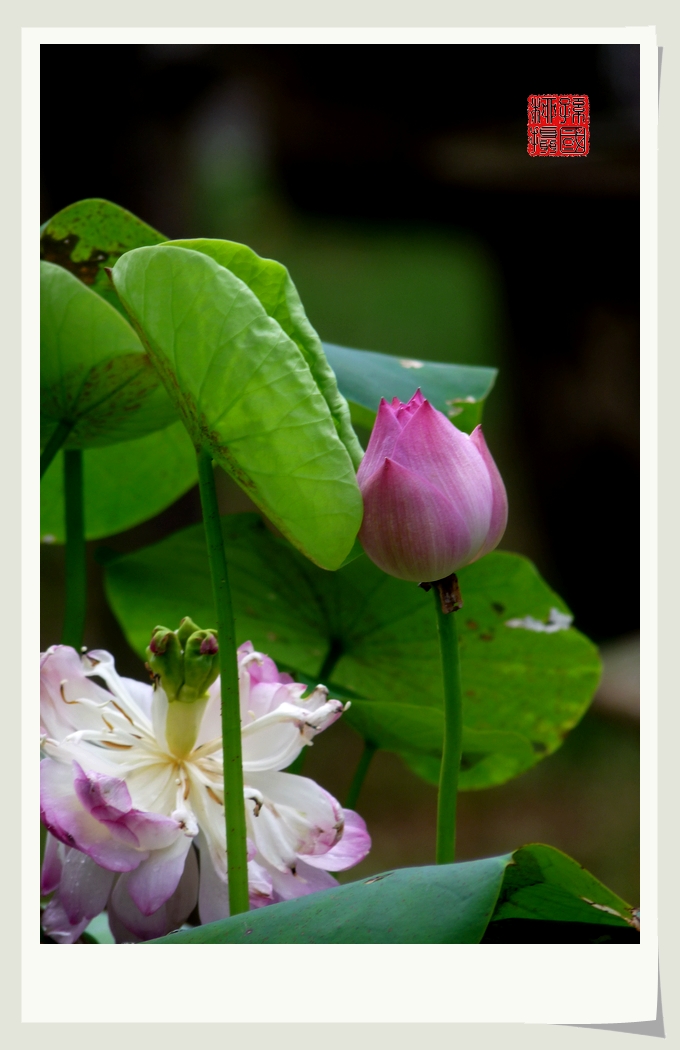 几朵小花874 / 作者:与孤独共舞 / 帖子ID:23509