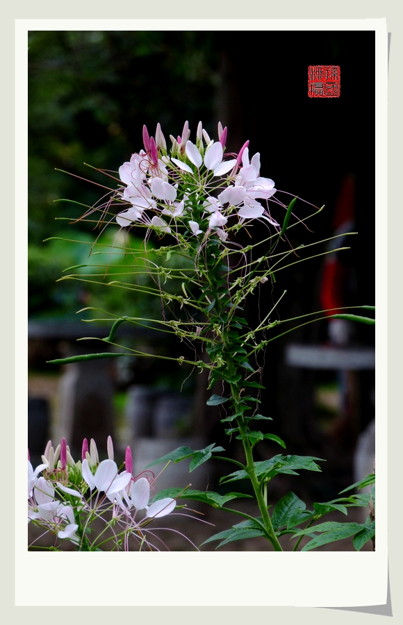 几朵小花879 / 作者:与孤独共舞 / 帖子ID:23509