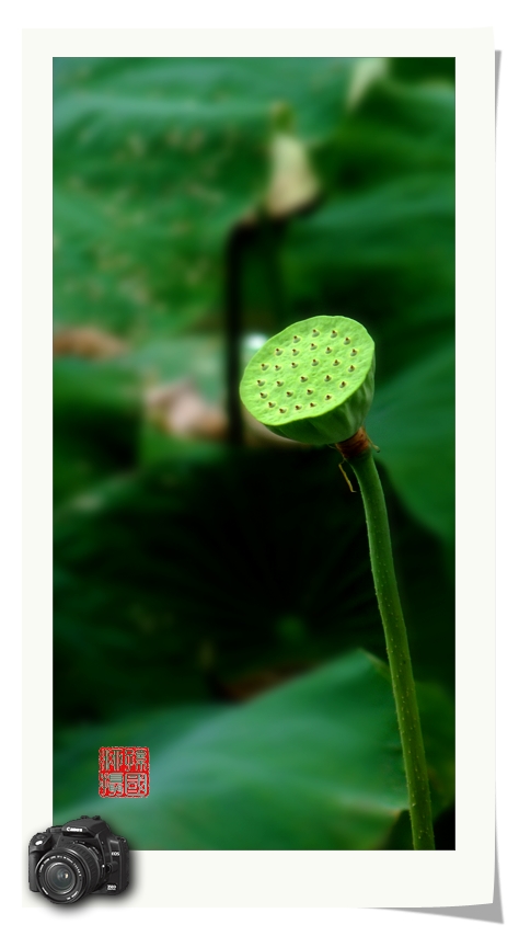几朵小花193 / 作者:与孤独共舞 / 帖子ID:23509