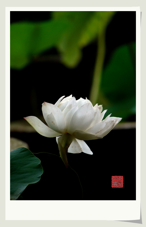 几朵小花338 / 作者:与孤独共舞 / 帖子ID:23509
