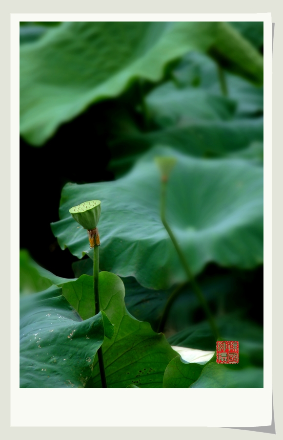 几朵小花92 / 作者:与孤独共舞 / 帖子ID:23509