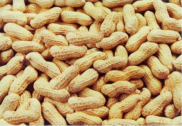 恭城花生喜获丰收957 / 作者:风油精 / 帖子ID:24371