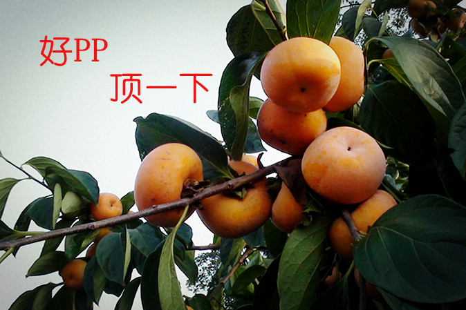 晨雾429 / 作者:Ω云中鹤Ω / 帖子ID:24555