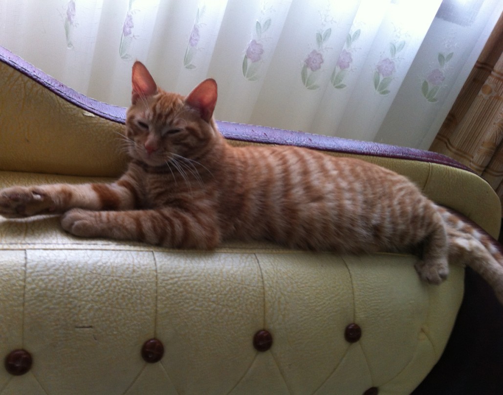 【寻猫】滨江苑猫咪走失，妹纸求帮助772 / 作者:我是国字脸。 / 帖子ID:24608