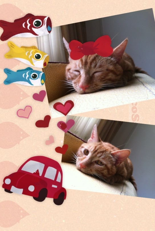 【寻猫】滨江苑猫咪走失，妹纸求帮助93 / 作者:我是国字脸。 / 帖子ID:24608