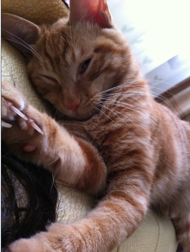 【寻猫】滨江苑猫咪走失，妹纸求帮助895 / 作者:我是国字脸。 / 帖子ID:24608