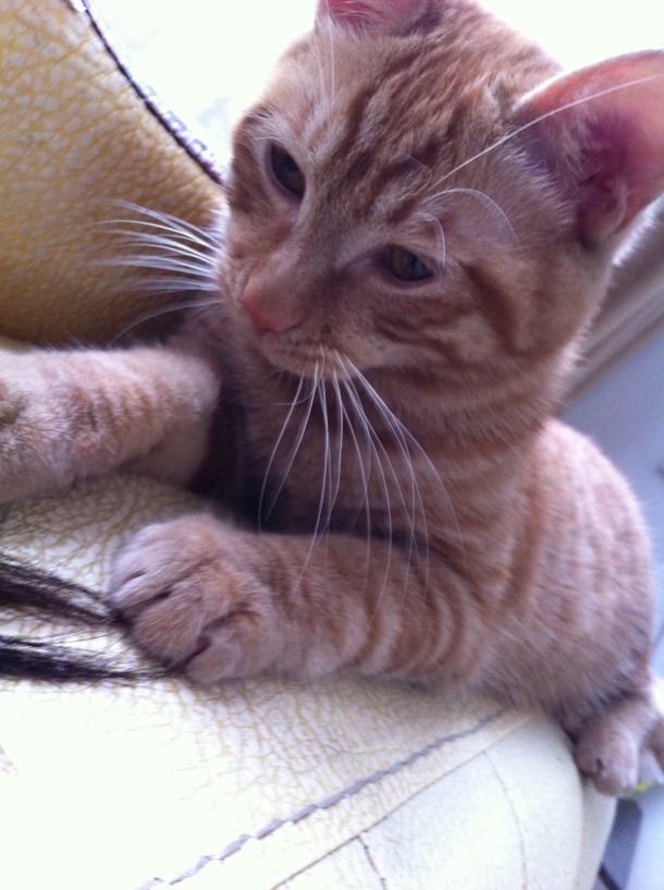 【寻猫】滨江苑猫咪走失，妹纸求帮助519 / 作者:我是国字脸。 / 帖子ID:24608