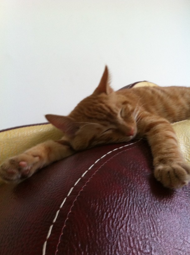 【寻猫】滨江苑猫咪走失，妹纸求帮助787 / 作者:我是国字脸。 / 帖子ID:24608