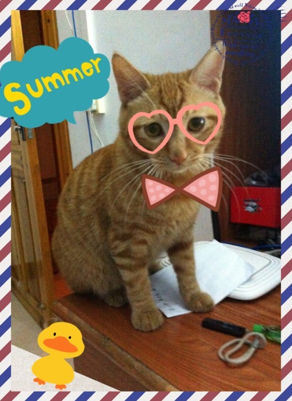 【寻猫】滨江苑猫咪走失，妹纸求帮助486 / 作者:我是国字脸。 / 帖子ID:24608