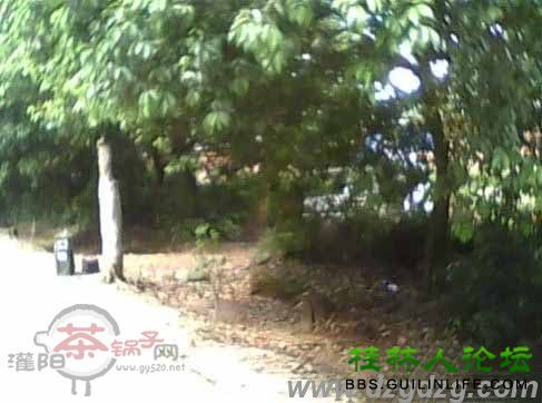 转帖：保证雁过拔毛！恭城县201省道150公里处设置流动偷拍限速40（有图有真像）436 / 作者:水墨茶江 / 帖子ID:26162