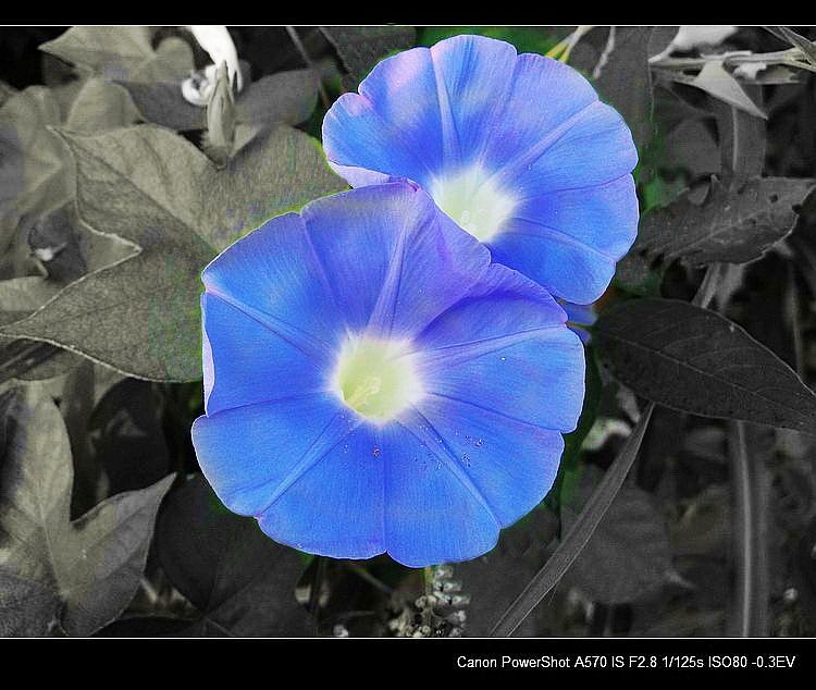 又到牵牛花开时907 / 作者:平安大叔 / 帖子ID:37965