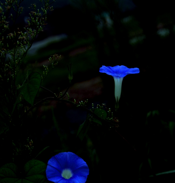 又到牵牛花开时198 / 作者:Ω云中鹤Ω / 帖子ID:37965