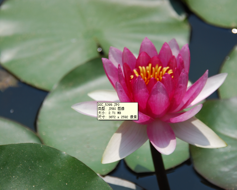 快来看，，很少见了的东东波331 / 作者:泡打粉 / 帖子ID:38045