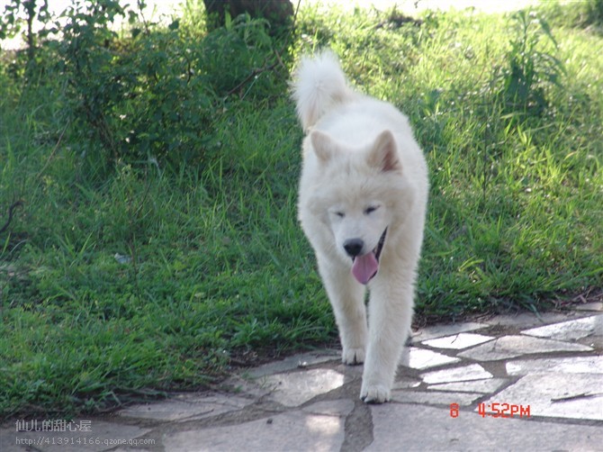 记爱犬-恭喜606 / 作者:成 成 / 帖子ID:55083