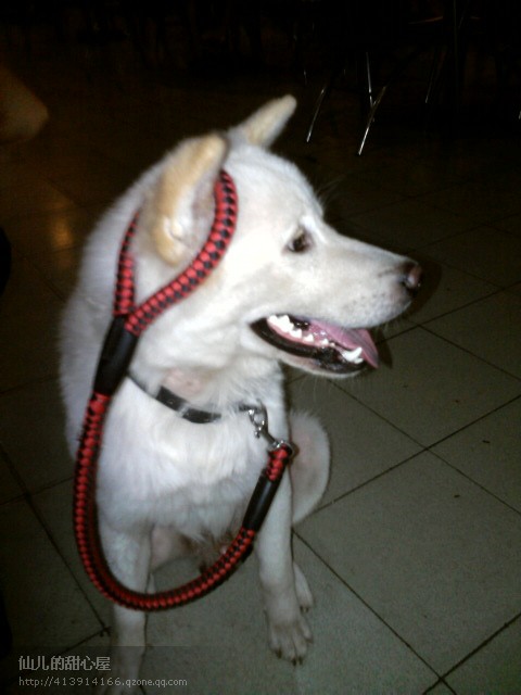 记爱犬-恭喜274 / 作者:成 成 / 帖子ID:55083