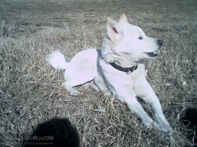 记爱犬-恭喜576 / 作者:成 成 / 帖子ID:55083