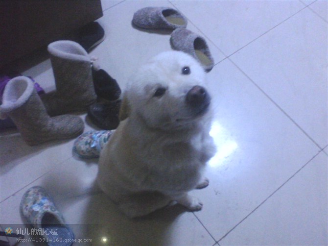 记爱犬-恭喜215 / 作者:成 成 / 帖子ID:55083