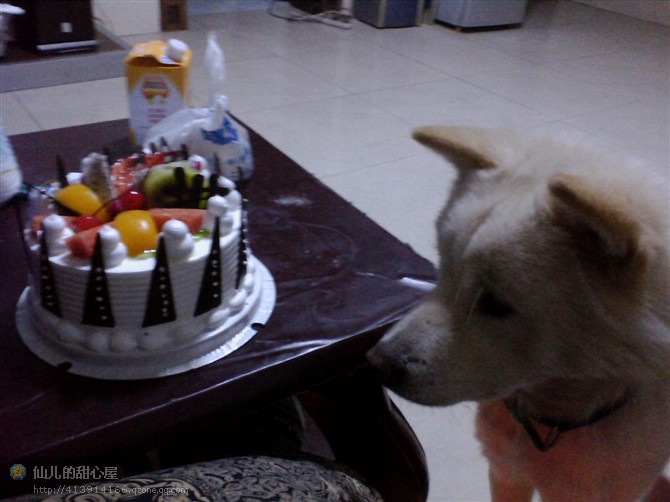 记爱犬-恭喜597 / 作者:成 成 / 帖子ID:55083