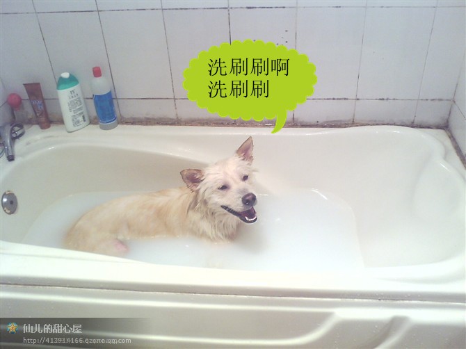 记爱犬-恭喜143 / 作者:成 成 / 帖子ID:55083