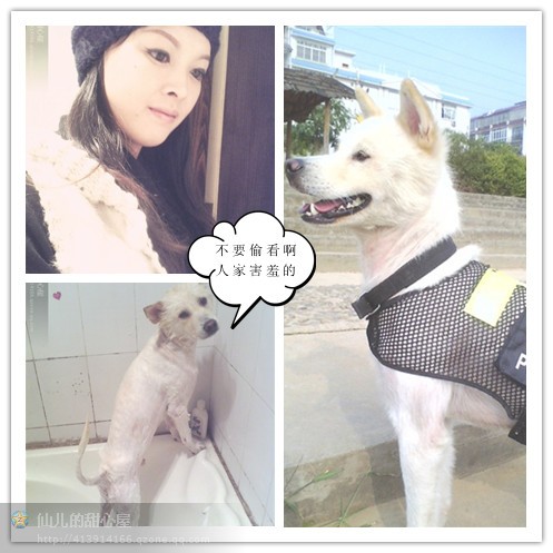 记爱犬-恭喜138 / 作者:成 成 / 帖子ID:55083