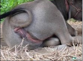 农业银行好牛833 / 作者:钱是今生 / 帖子ID:55003