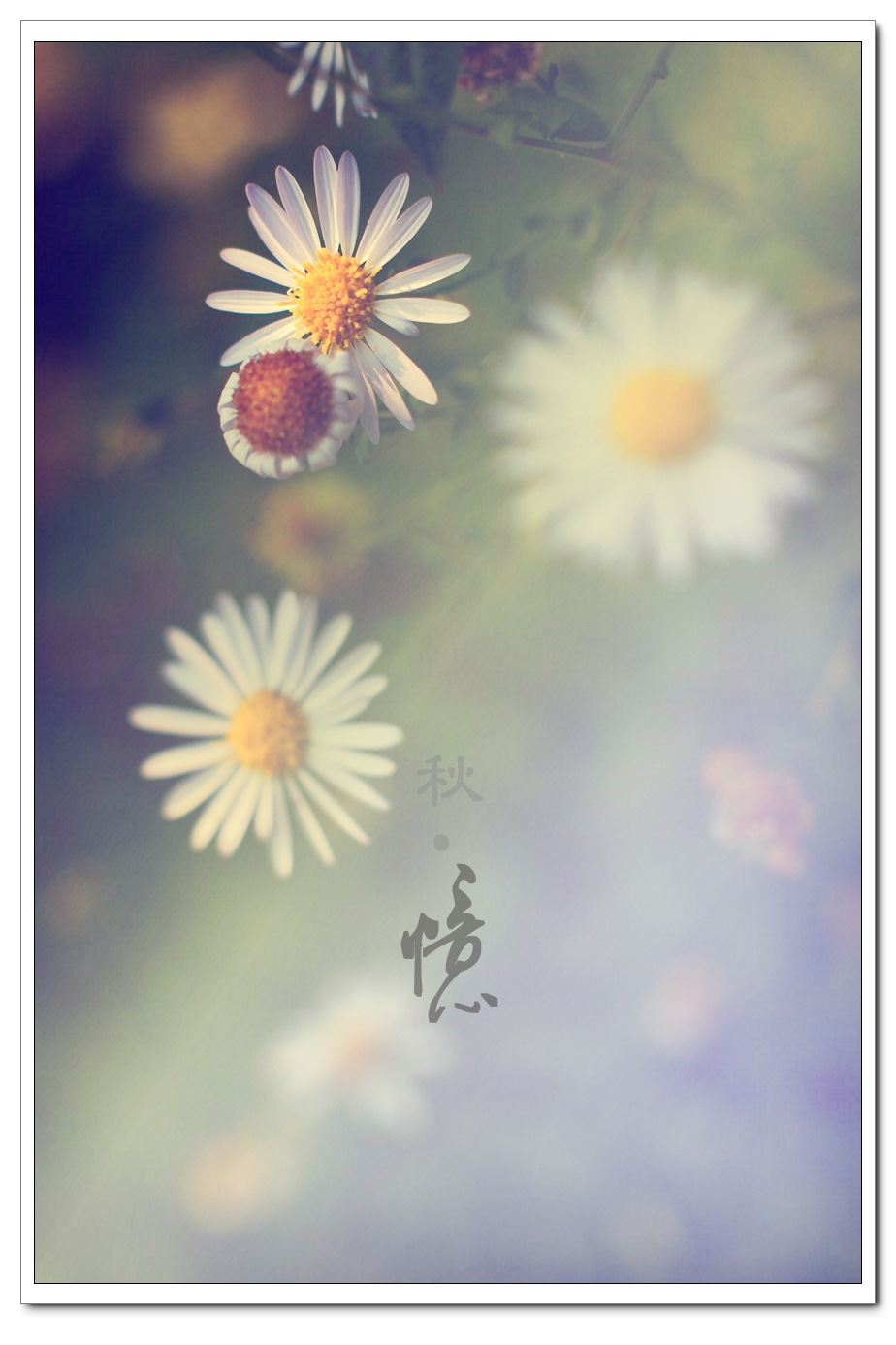 秋.忆218 / 作者:195 / 帖子ID:56491