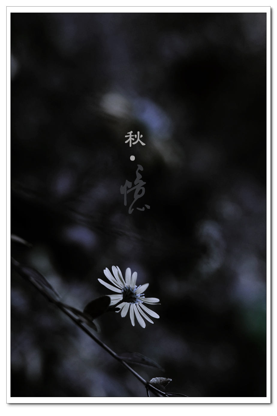 秋.忆159 / 作者:195 / 帖子ID:56491