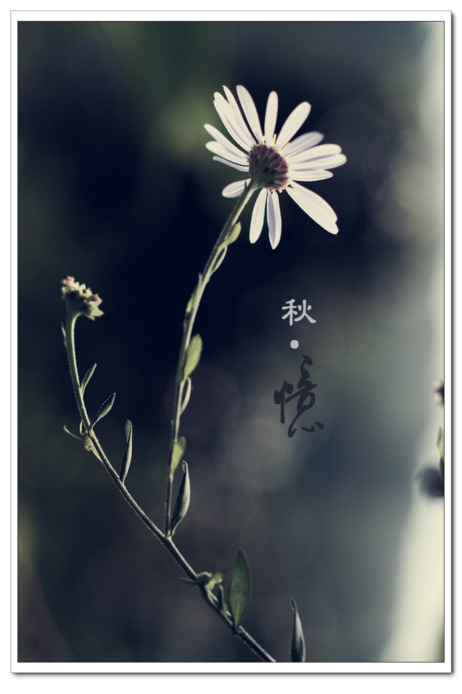 秋.忆53 / 作者:195 / 帖子ID:56491