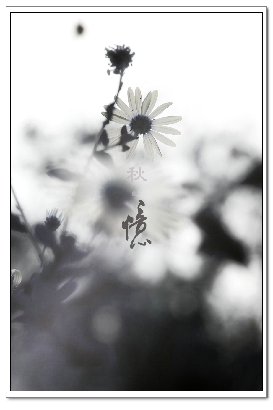秋.忆329 / 作者:195 / 帖子ID:56491