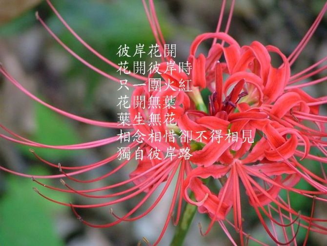 石蒜花（用卡片机学拍花卉）167 / 作者:山野图夫 / 帖子ID:56530