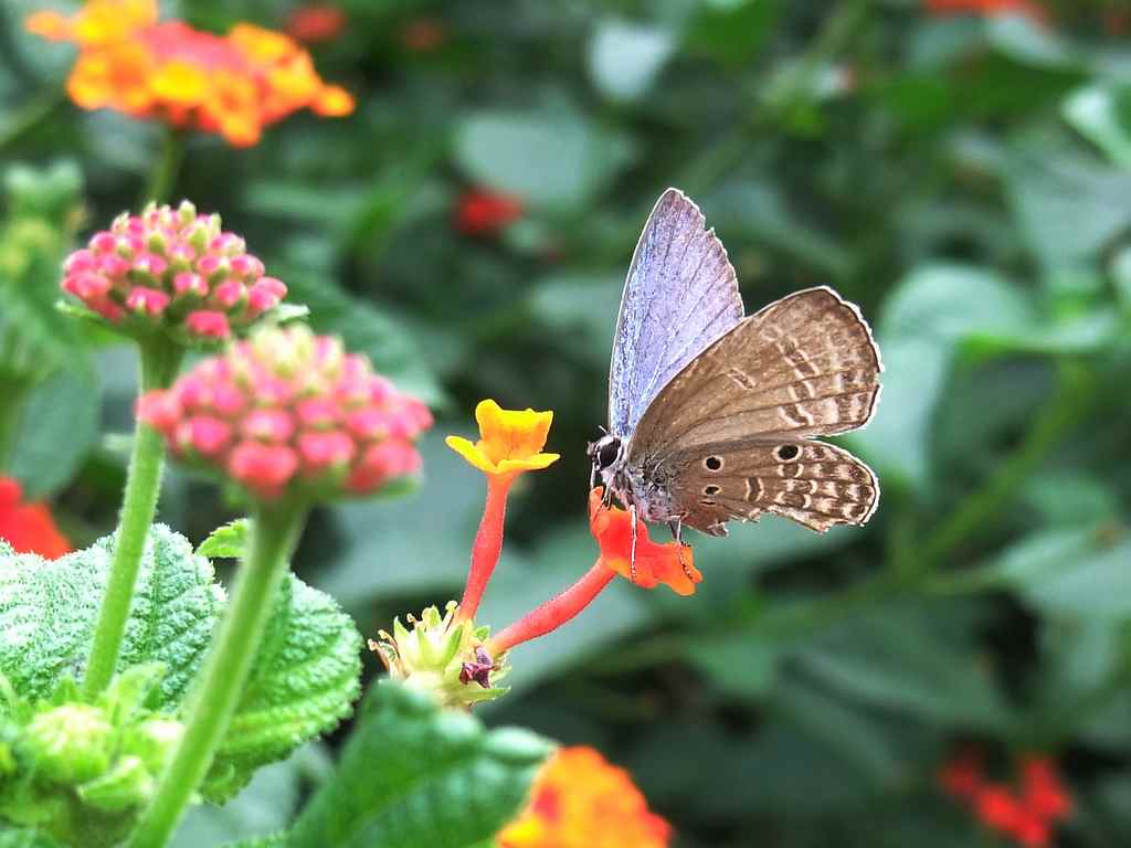 眷恋鲜花的小粉蝶98 / 作者:山野图夫 / 帖子ID:56582