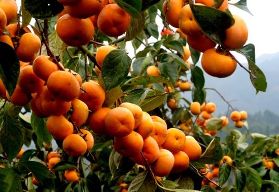 ゛秋收的季节.等着我归来336 / 作者:小丹丹 / 帖子ID:56679