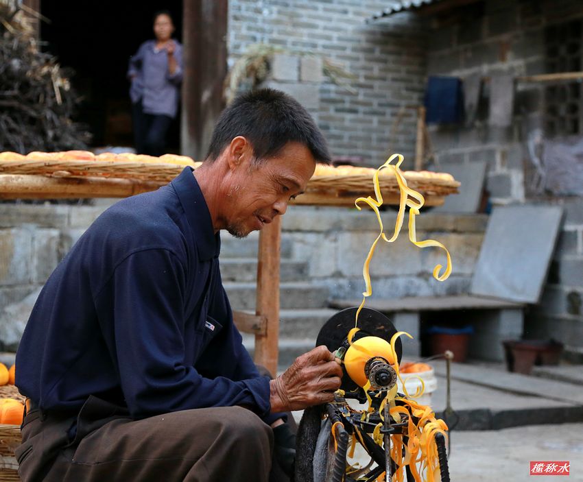 秋风送爽，柿子飘香【丰收篇】！312 / 作者:榄称水 / 帖子ID:57237